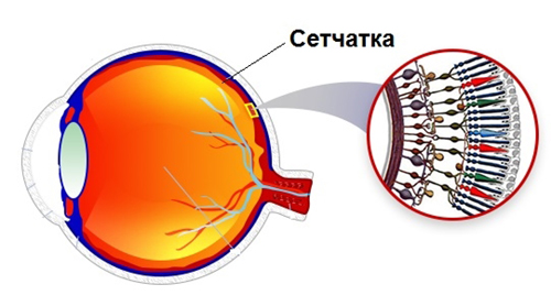 Как посмотреть сетчатку глаза