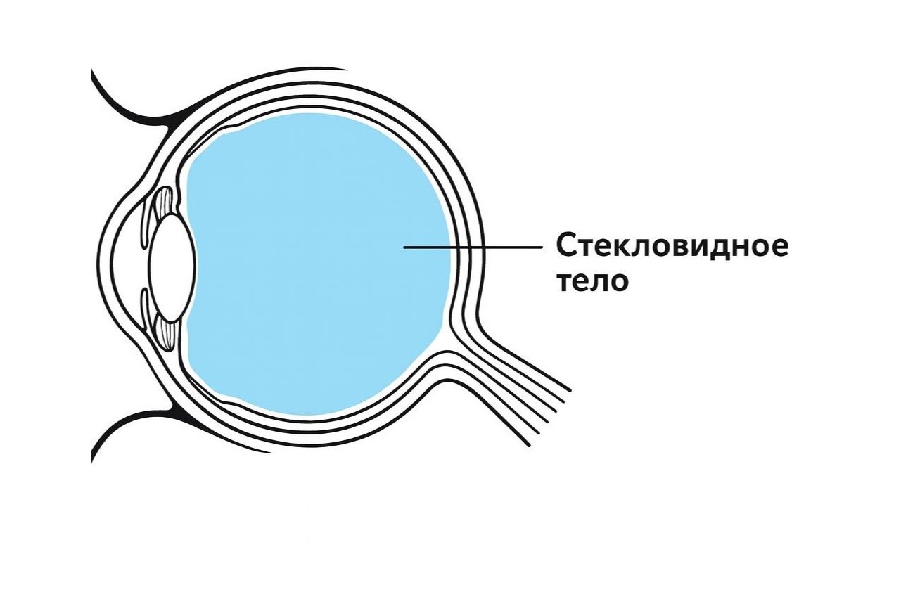 Стекловидное тело