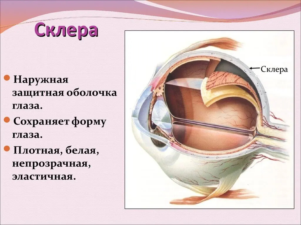 Склера